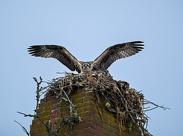 Juvenile osprey (Pandion haliaetus) testing its wings, Waquoit Bay National Estuarine Research Reserve, Maine, US