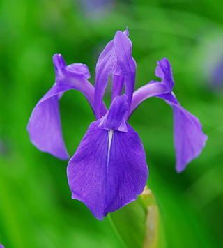 <i>Iris laevigata</i> Species of flowering plant