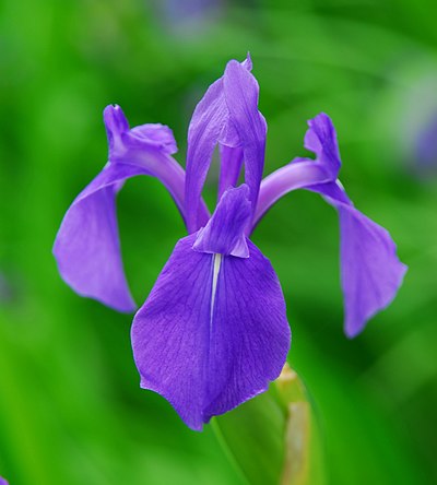 Iris laevigata