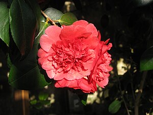 'Althaeiflora'.