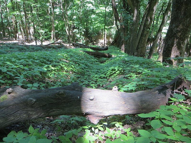 File:Kaniv Nature Reserve (May 2018) 17.jpg