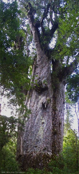 File:Kauritrae nz.jpg