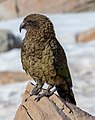 * Nomination Kea by Mueller Hut, Aoraki - Mount Cook National Park --Podzemnik 01:54, 6 May 2020 (UTC) * Promotion Good one. -- Ikan Kekek 03:28, 6 May 2020 (UTC)