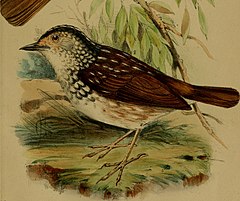 Description de l'image Kenopia striata - Annali del Museo civico di storia naturale di Genova (1874) (18222903488) (cropped).jpg.