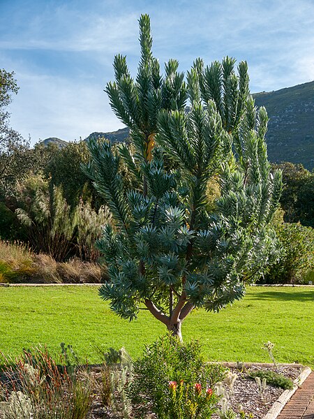 File:Kirstenbosch National Botanical Garden, Cape Town ( 1060046).jpg