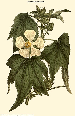 <i>Kitaibelia</i> Genus of plants