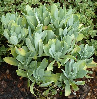 <i>Kleinia galpinii</i> Species of plant in the family Asteraceae