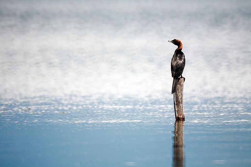 File:Kormoran gi susi krilata, Prespa.jpg