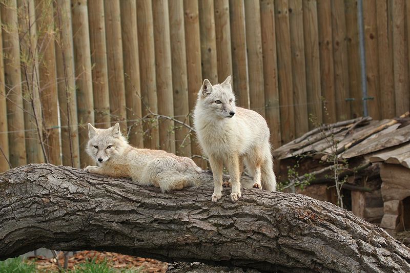 File:Korsak (Vulpes corsac).jpg