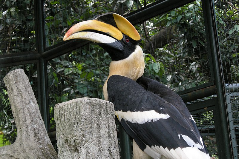 File:Kuala Lumpur Bird Park, Hornbill.jpg