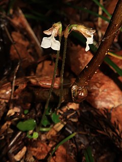 <i>Kuhlhasseltia</i> genus of plants