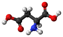 Шариковая модель молекулы L-аспарагиновой кислоты в виде цвиттериона 