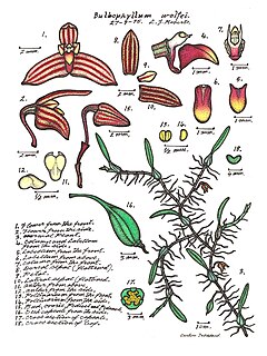 <i>Bulbophyllum wolfei</i> species of plant