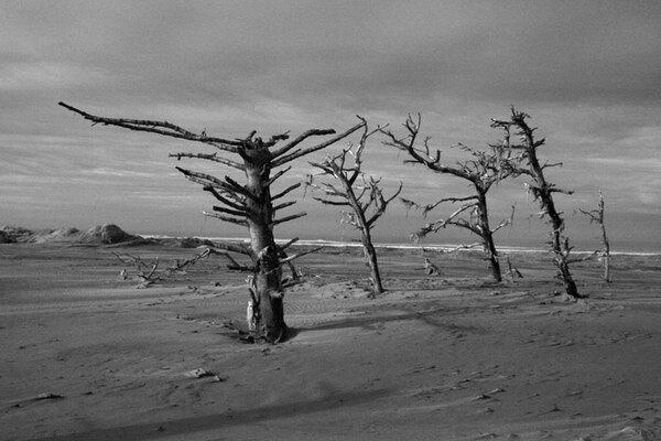 The Lanphere Dunes, a protected coastal environment