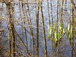 Réserve naturelle régionale du marais de Larchant