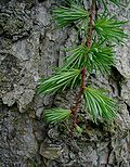 Miniatura para Larix kaempferi