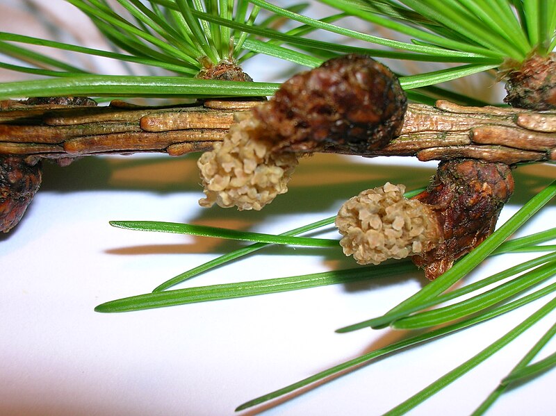 File:Larix decidua male cones.JPG