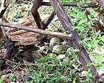 An "apartment" to store Priest Heads of another tribe. Taken 2008 Laulasiapartment1.jpg