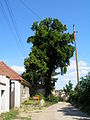 Strom u kapličky v Lešanech.