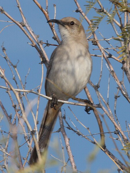 File:Le Conte's Thrasher.jpg