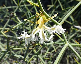 <i>Lechenaultia divaricata</i> Species of flowering plant