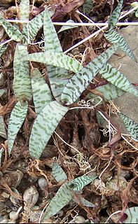 <i>Ledebouria</i> Genus of flowering plants