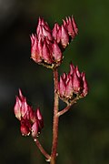 Leptarrhena pyrolifolia