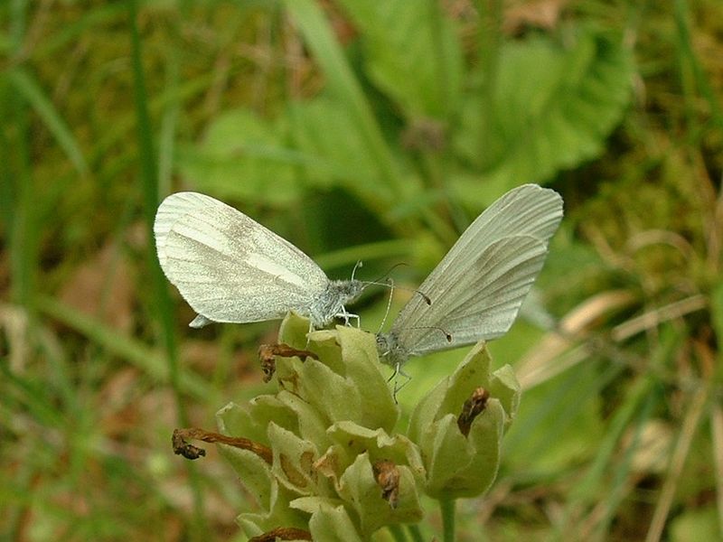 File:Leptidea sinapis01.jpg