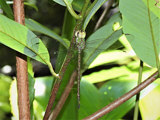 <i>Gynacantha dobsoni</i> Species of dragonfly