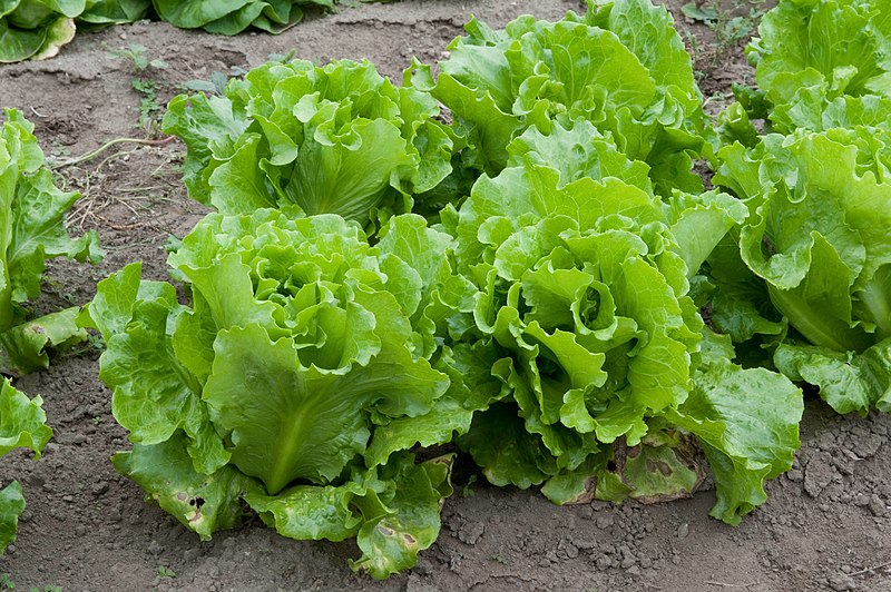 File:Lettuce (4988502522).jpg