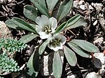 Smámynd fyrir Lewisia sacajaweana