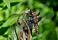 Broad-bodied Chaser (Libellula depressa) Plattbauch