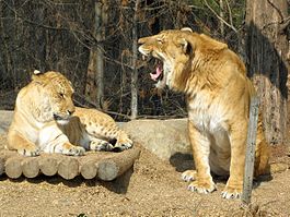 Liger (à gauche) et Liger (à droite)