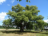 1 linden tree