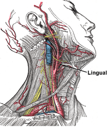 contenuto mnemonico del triangolo carotideo