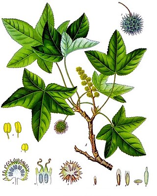 <i>Liquidambar orientalis</i> Species of tree