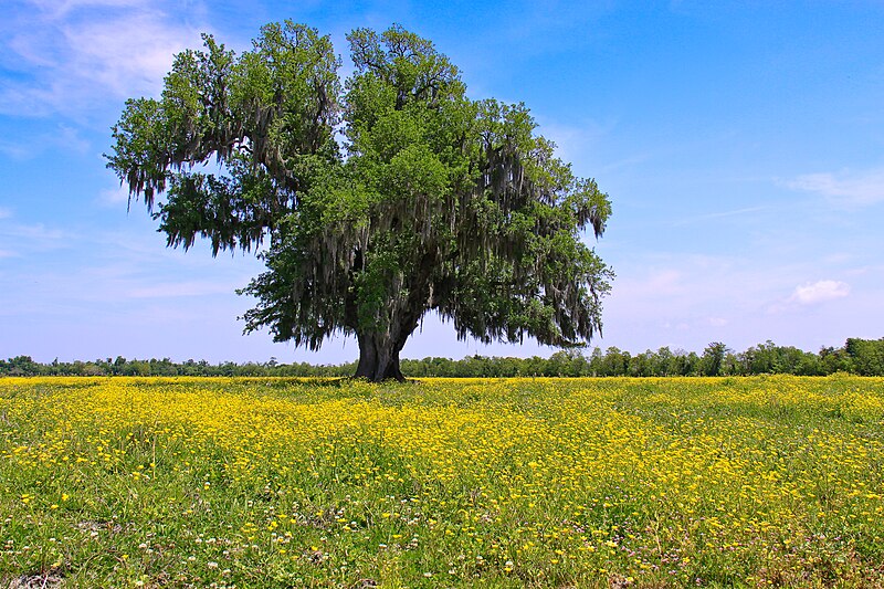 File:Lone Oak in Saint Bernard Parish.jpg