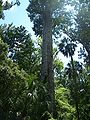 The Big Senator cypress, in Big Tree Park, in Longwood, Florida