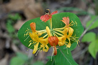 <i>Lonicera flava</i> Species of honeysuckle native to the eastern United States