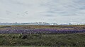 Lupinus view on the way from Farlie to Lake Tekap. South Island - New Zealand.