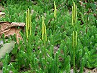 Lycopodium clavatum (1289194411) 4x3.jpg