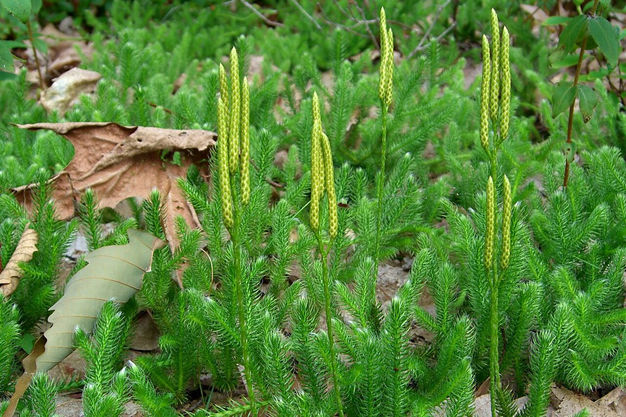 Плаун цветковый. Плаун (Lycopodium). Плаун булавовидный. Плакун булавововидный. Плакн б Лаво Видный.