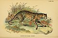 Lydekker - Leopard Cat (Javan variety).JPG