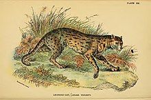 Leopard cat