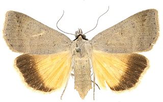 <i>Lygephila lubrosa</i> Species of moth