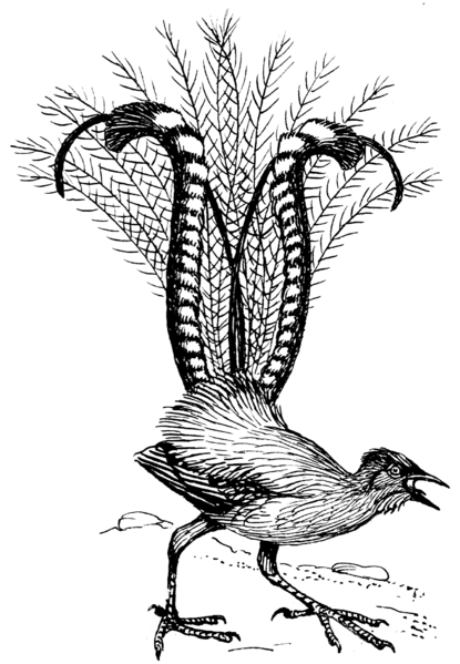 File:LyreBird (PSF).png