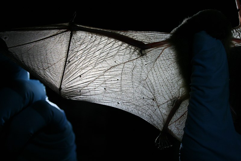 File:MDC biologist inspects bat wing (5600873422).jpg