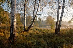 Бродить в перелеске. Фотопейзажи России. Лосиный остров пейзажи. Художественная фотография пейзаж.