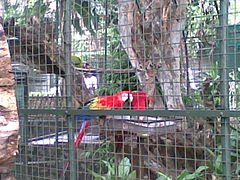 Scarlet macaws (Ara macao)