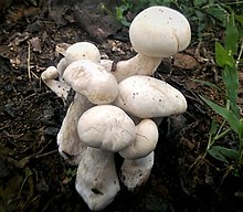 Macrocybe crassa 747846.jpg